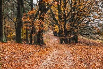 A breathtaking autumn scene with a path in the forest and the leaves on the ground